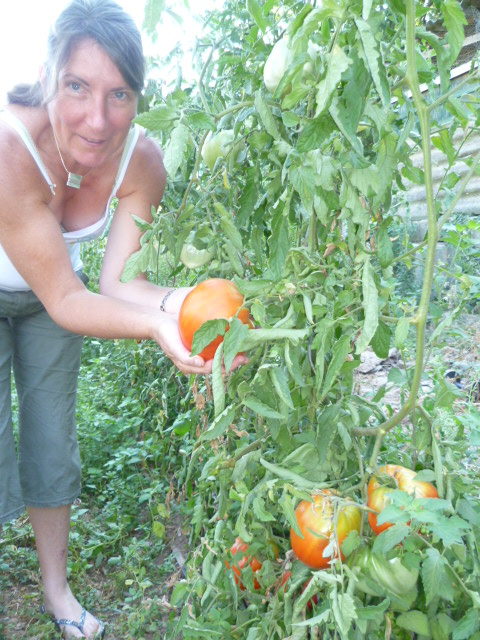 Récolte de tomates bio Chambre d'hote La Maison de Nathalie Location de vacances var Provence Cote d'Azur jardin potager bio