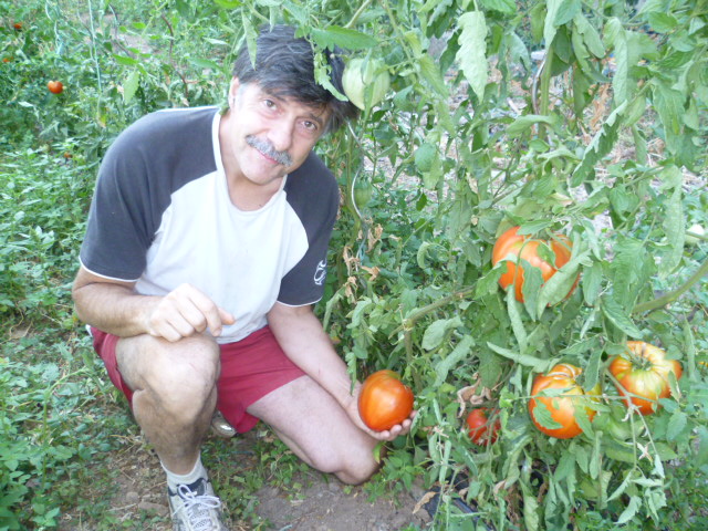 Récolte de tomates bio Chambre d'hote La Maison de Nathalie Location de vacances var Provence Cote d'Azur jardin potager bio