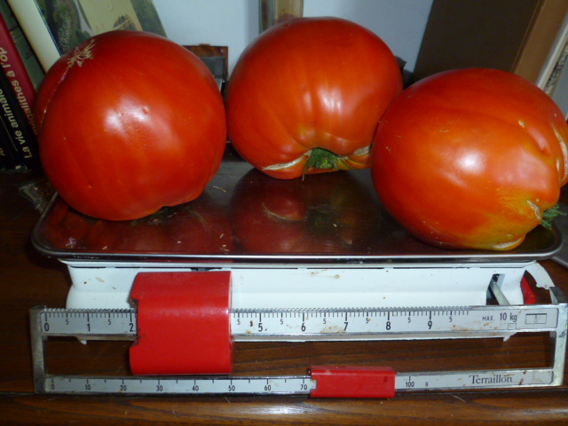 Tomates bio du jardin pour table d'hôtes Chambre d'hote La Maison de Nathalie Location de vacances var Provence Cote d'Azur jardin potager bio