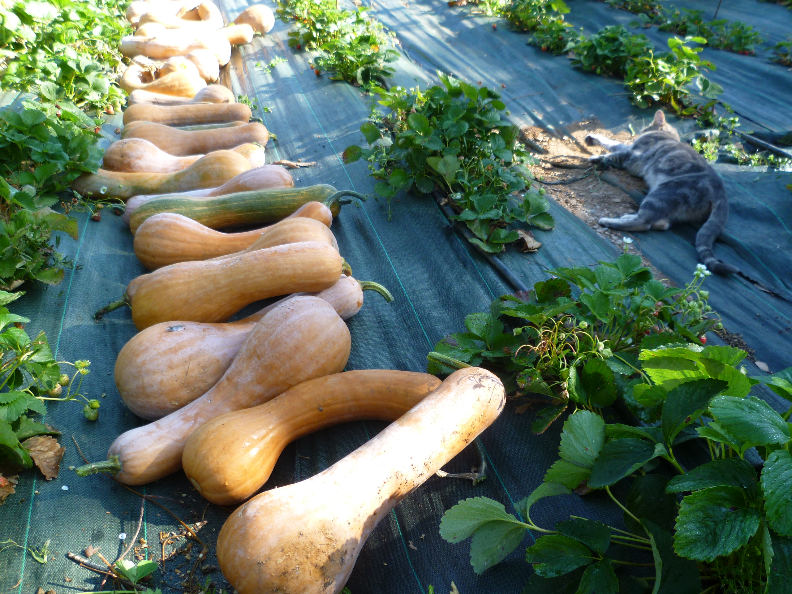 Récolte annuelle des courges butternut pour les soupes Chambre d'hote La Maison de Nathalie Location de vacances var Provence Cote d'Azur jardin potager bio