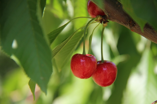 Récolte des cerises au mois de mai Chambre d'hote La Maison de Nathalie Location de vacances var Provence Cote d'Azur jardin potager bio