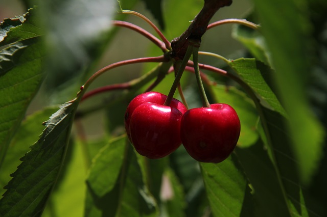 Cerises du jardin Chambre d'hote La Maison de Nathalie Location de vacances var Provence Cote d'Azur jardin potager bio